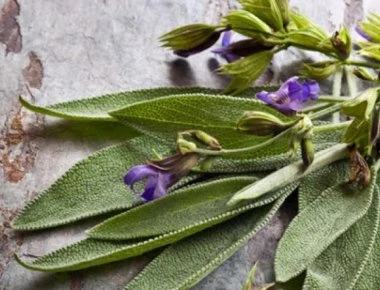 Φασκόμηλο: Επτά θαυματουργές ιδιότητες στον ανθρώπινο οργανισμό που σίγουρα δεν γνωρίζατε